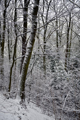 Ośnieżony zimowy las