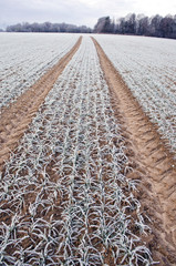 Tractor tracks through frozen wheat field
