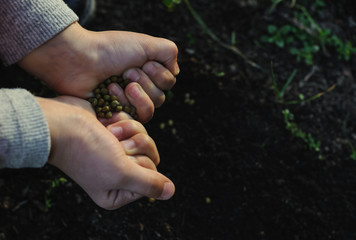 Children's hands holding seeds.