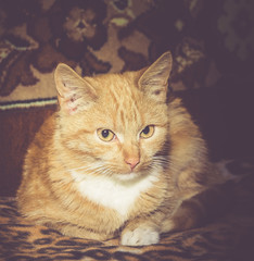 Cute Ginger Cat Retro