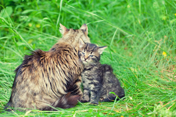 Naklejka na ściany i meble Mom cat with little kitten on the grass