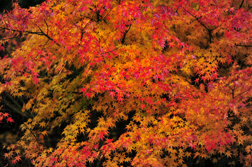 紅葉
