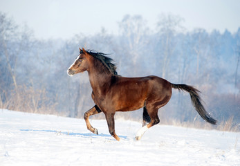 brown welsh pony runs free in winter field