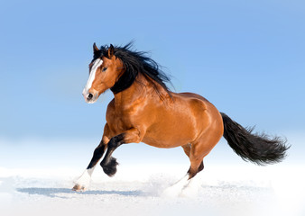 Fototapeta na wymiar bay draft horse runs free in snow desert