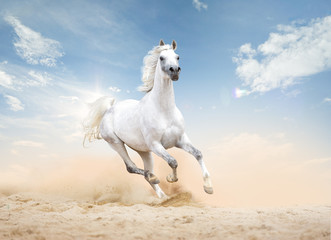 Obraz na płótnie Canvas three arabian horses runs free in desert