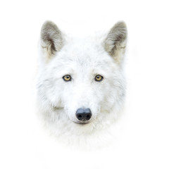 visage de loup polaire blanc isolé sur blanc