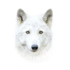Crédence de cuisine en verre imprimé Loup visage de loup polaire blanc isolé sur blanc