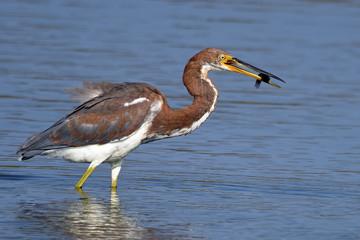 Triclored Heron with Fish