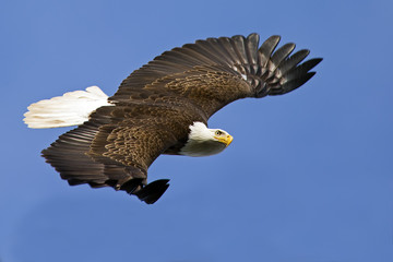 Bald Eagle in Flight Looking at Camera