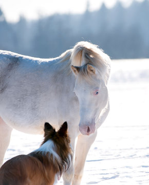 welsh pony and dog takling