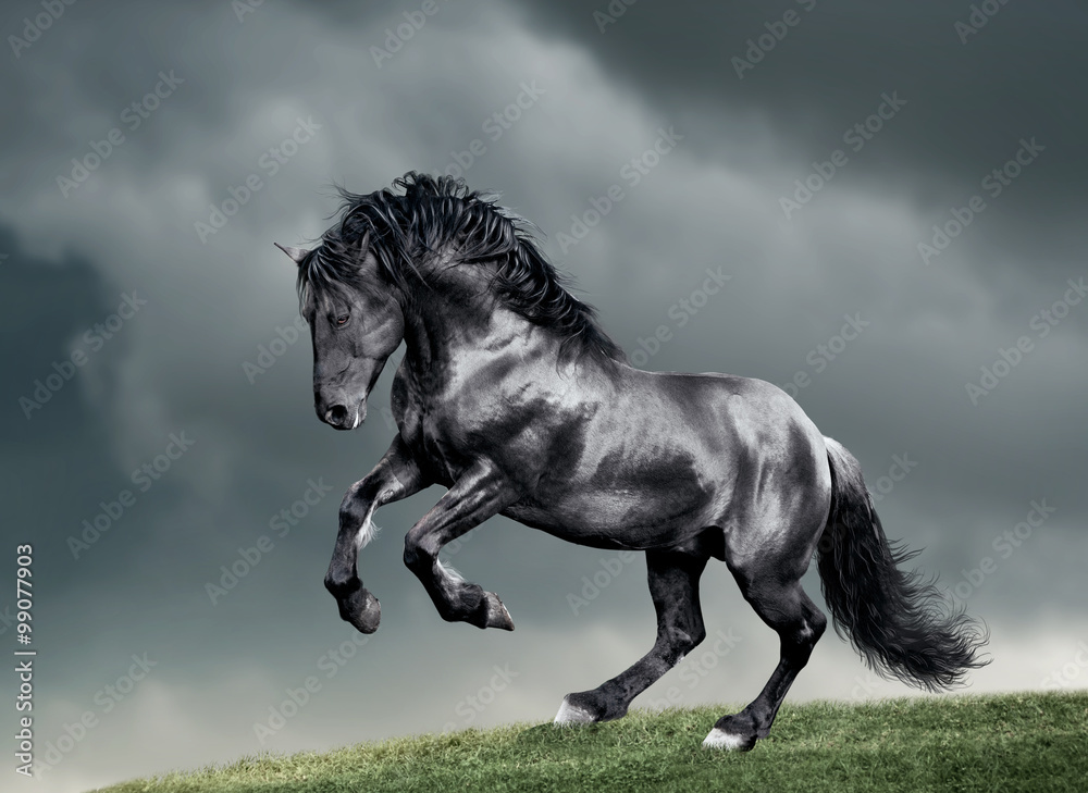 Wall mural white arab horse runs gallop in summer time with stormy weather