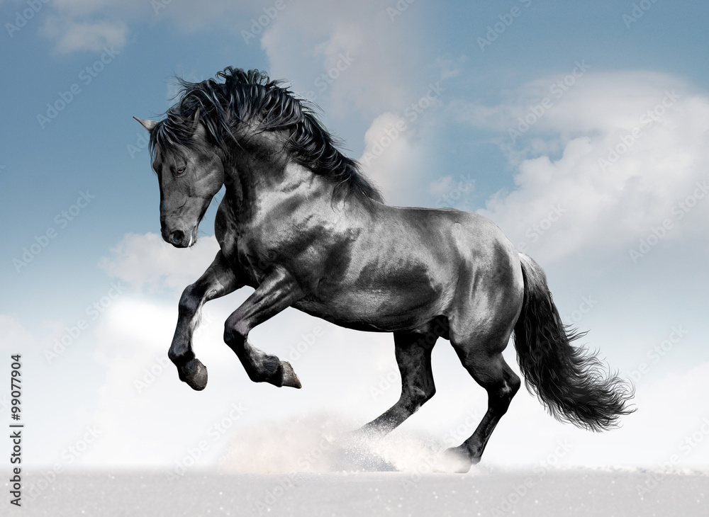 Wall mural black lusitano horse in winter field