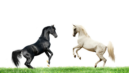 Obraz na płótnie Canvas two arabian black and grey horses rearing isolated on white