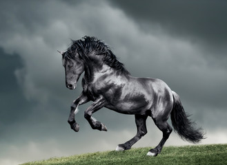 white arab horse runs gallop in summer time with stormy weather