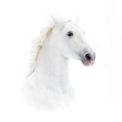 Fototapeta na wymiar white andalusian horse portrait in high key
