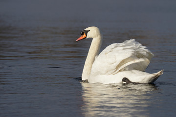 Mute Swan, cygnus olor