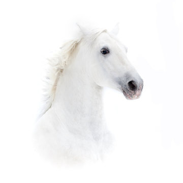 white andalusian horse portrait in high key