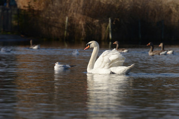 Mute Swan, cygnus olor