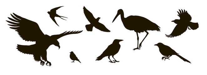 vector silhouette of eightt birds