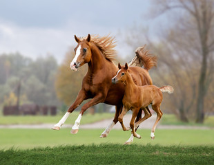 white arab horse runs gallop in summer time with stormy weather - 99078304
