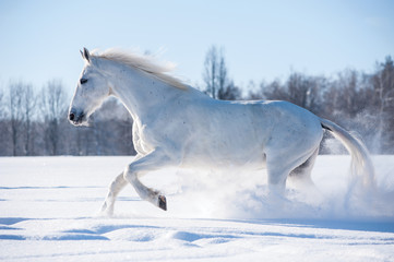 Fototapeta na wymiar white horse runs in sunny winter day