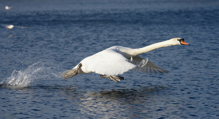 Fototapeta premium Mute Swan, cygnus olor