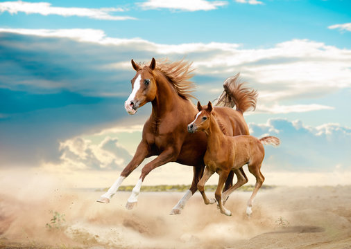arab mare and foal running in desert