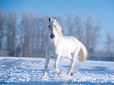 Fototapeta white horse runs in sunny winter day