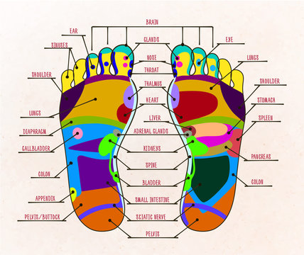 illustration human foot reflex zones
