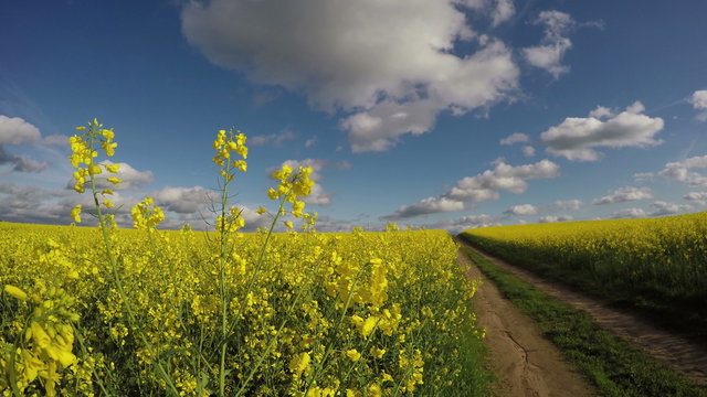 Fields of yellow flowering rapeseed by the country road on sunny cloudy day, 4K