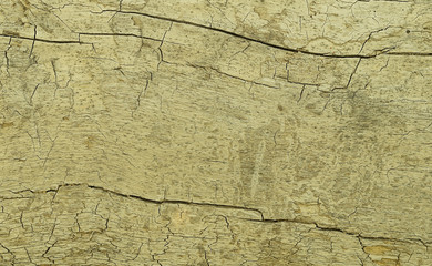 Cracks on the surface of an old tree