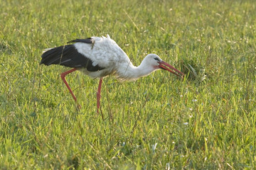 White stork (Ciconia ciconia) on the field