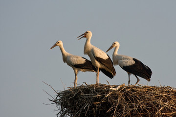 Three young storks in the nest. White stork (Ciconia ciconia).