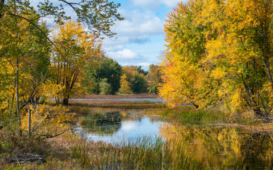 Beautiful sunshine through autumn deciduous marshland woods and wetlands on walking trail through Petris Island nature preserve in Orleans, Ontario, Canada.