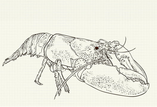 ink drawing on notebook sheet lobster