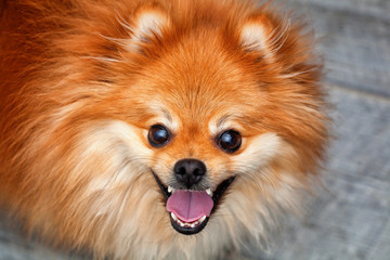 Obraz premium emotional cheerful dog. red Pomeranian