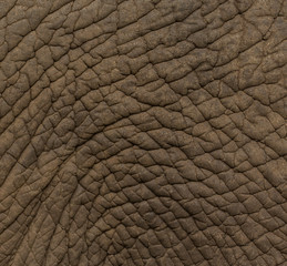 texture elephant skin