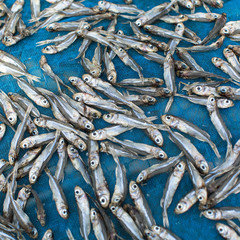 Small fish drying on the net. Smelt.