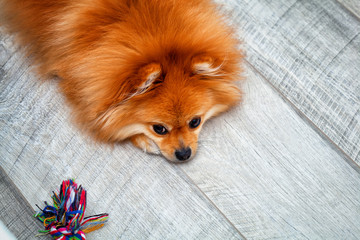 Cute dog breed Dog resting on the wooden floor