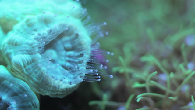 Coral and underwater marine life.