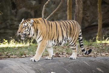 Bengal tiger