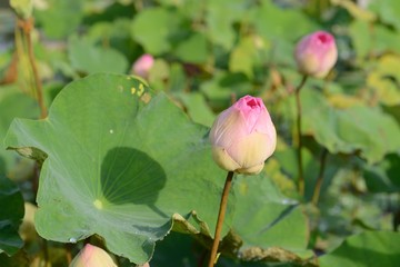 Nelumbo nucifera or Pink lotus flowers 