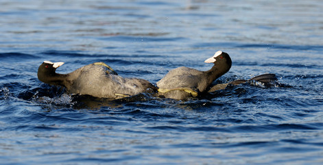Eurasian Coot, Coot, Fulica atra