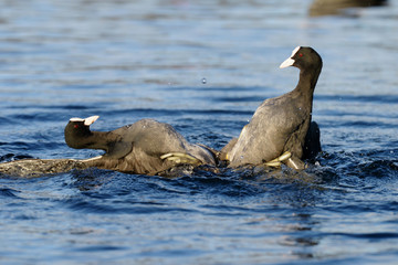 Eurasian Coot, Coot, Fulica atra