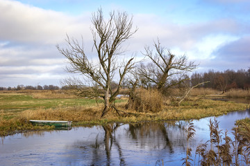 Details of Reed in Winter.