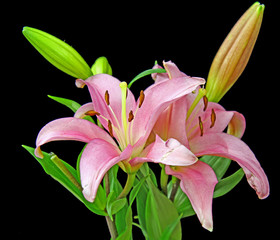 A bunch of pink Lilies