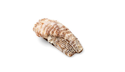 Seashell on white background