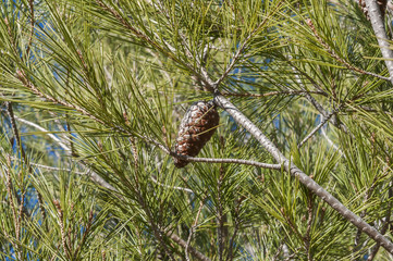 Detail of leaves, branches and cones of Aleppo Pine, Pinus halepensis. It is a pine native to the Mediterranean Region. Photo taken in Buendia, Cuenca, Spain.