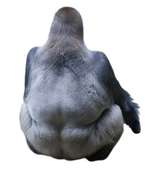Back view at an adult gorilla male, the silverback, isolated on white background. The chief of monkey family. Really great ape, the most mighty and biggest primate.