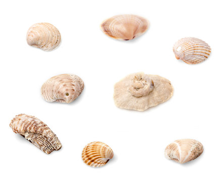 Eight seashells